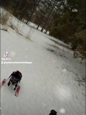 #wheelchair #missfitpups #dogmeetsworld #dogoftiktok🐶♥️ #emotional #helpinghunter #ourforhomemissfitpups #rescuedog #dog #momentslikethis #minnesota #peace  https://gofund.me/db194a8d. 