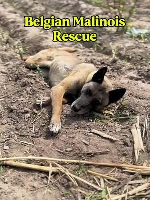 Amazing Belgian Malinois rescues a cat! #dogs #belgianmalinois #malinois #malinoisoftiktok #malinoispuppy #belgianmalinoisoftiktok #guarddog #watchdog #k9 #dog #dogsoftiktok #dogsofttiktok #doglover #dogmom #dogtok #DogTraining #dogvideo 