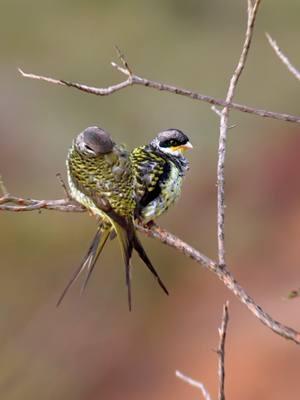 A deeply forked tail, vibrant plumage— A flash of gold and green in flight, like a fairy dancing among the trees. The Swallow-tailed Cotinga (Phibalura flavirostris) is a striking bird native to South America, particularly found in Brazil, Paraguay, and Argentina. It is known for its vibrant plumage, long forked tail, and elegant appearance. The bird's upperparts are olive-green with black streaks, while its underparts display a yellowish hue with fine markings. Its distinctive, deeply forked tail resembles that of a swallow, giving it its name. Swallow-tailed Cotingas primarily inhabit montane forests and are often seen perching high in the canopy. They feed on fruits and insects, playing a role in seed dispersal within their ecosystem. Despite their beauty, habitat loss poses a threat to their population. #swallowtailedcotinga #cotinga #birds #DidYouKnow #beautifulbird 