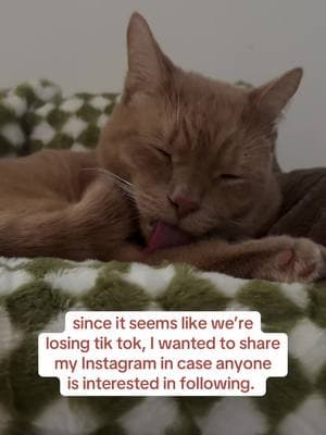 Thank you all for everything #tiktok #tiktokban #cats #catsoftiktok #orangecats #petadvice #cathealth #catnutrition #crochet #crochetok #crochettiktok 