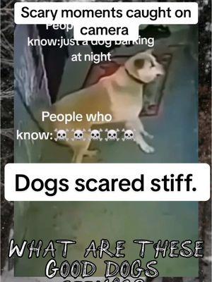 In these scary moments caught on camera, we see these dogs freaking out at something no one else can see. #horrortok #caughtoncamera #scarymoments #scary #haunted #dogs #scareddogs #dogsofttiktok 