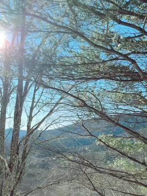 #peep the #hawk in the last #tree #nature #snow #greatsmokeymountains #maggievalley #northcarolina #Love 