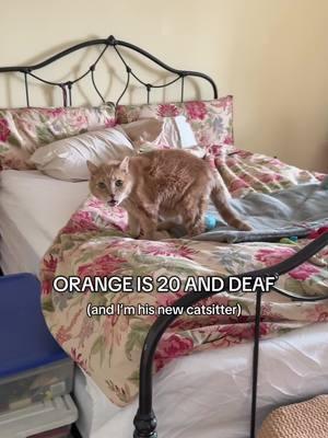 Orange the cat is 20 years old and deaf and I’m his new catsitter. He’s also very angry at me. I met him with his mom two days prior and he was fine, but he was definitely not fine on our first day together.  We have 12 days together - two visits a day. Wish me luck.  #screamingcat #catmeowing #catscreaming #catsitter #orangecats 