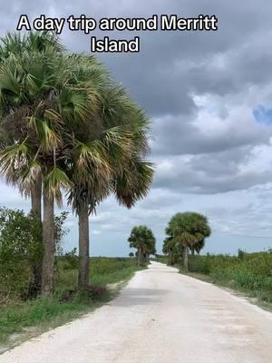 The things you can see on Merritt island  #nature #merrittisland #florida #manatee #alligator #birds #scenic #daytrip #viral #fyp #trip 