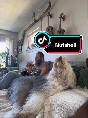 “Muttshell” by Arlo In Chains.  . . . . . . #dog #pup #cute #happy #pet #dogsoftiktok #acousticcover #oldenglishsheepdogs #tiktokdogs #dogoftheday #hair #adorable #singingdog #thewildrumpus #duo #oes #singer #song #howl #foryoupage #foryou #duo #guitardog #rockdog #reels #Siblings #dogsoftiktok #music #dogs #PetsOfTikTok #pets #pet #puppy #dogtok #doglover #welovetosmile #petlover #puppytiktok #vibes #thegreatwhitefluffalo #joy #smiles #howler #dogsong #dogsongs #Love #familyband #dogband #dogsinger #joyous #shaggydog #pnw #pnwdog #mutshell #aic #nutshell #soul #souldog #acoustic #cover #coversong #aliceinchains 