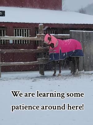 We are learning some patience around here.  #luckyahorsemanship  #coltstarter #horsetrainer #noregrets #stayhumble #itsallornothing #trusttheprocess #lovetheprocess #giveityourall #neverstop #buildconfidence #consistencyiskey #smallsteps #noexcuses #dreambig #real #justbeyou 