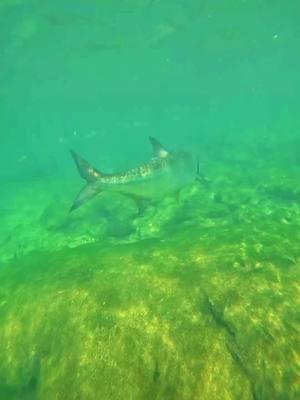 When the fish are as big as the manatees! I love everything under the surface 🥰 #tarpon #fish #manatee #florida #fyp #manateeguide #kingsbay 