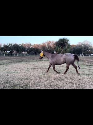 This horse definitely know’s what “whoa” means. #horsesoftiktok #fyp #foryoupage #quarterhorse #redroan #cowhorse #quarterhorsesoftiktok #Zeke #roanhorsesoftiktok #foryou #redroanhorse #freelunge #liberty #libertyhorse #libertyhorsemanship 