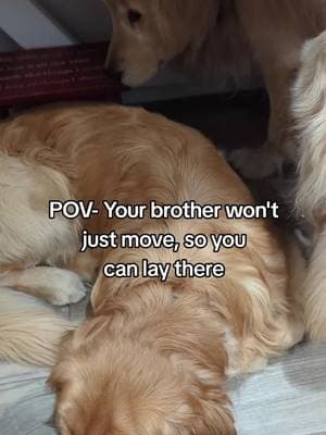 He tried to get Ranger to move and finally gave up, but was not happy about it. lol #brothers #cutepups #smile #dogs #goldenretrieverlife #happydog #texandranger #dogsoftiktok #fypシ 