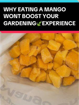 Replying to @UBER1337pyro333 this is true, but the % of myrecene in a mango is much lower than that of an intensify shot #intensifyshot #thehappiesthour #bevswithbenefits #gardentok #gardening🍃 