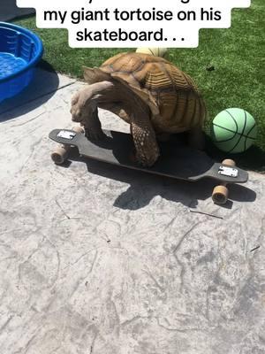 Here is his version of “riding” a skateboard 😂😂😂#africansulcata #bulldozer #aggressivetortoise #dinosaur #destructive #skateboard 