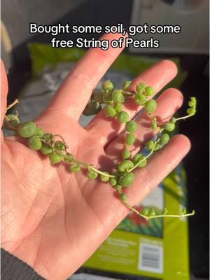 Free String of Pearls? Say less 🪴 #plantsoftiktok #PlantTok #succulents #freeplants #propagation #freeplantsforever 