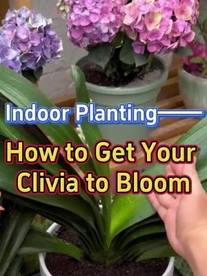 #homegarden #clivia #flower #houseplants #planting #indoorplants #gardening #caretips #gardentips #flowerbloom #indoorgarden #flowers 