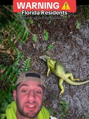 WARNING ⚠️ ‼️ ⛔️ Florida Residence BEWARE of falling iguanas 🦎 #fallingiguanas #invasivespecies #tiktokban 