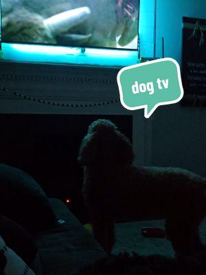 the joy of watching tv with jo sometimes... #dog #dogsoftiktok #josiedoodle #tv #dogtv 