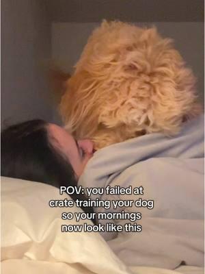 I wouldn’t have it any other way 💁🏻‍♀️ #doglife #goldendoodle #morningroutine 