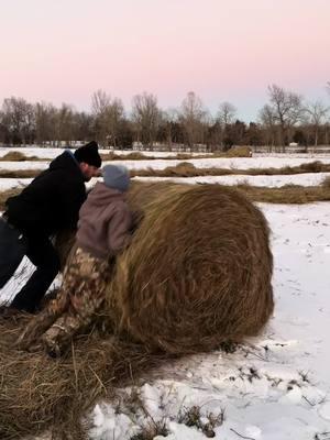 Unrolling some hay by hand today. Bout to turn it into bull shit! #glenmarfarms #hay #farmerwarren #unrollinghay #snow #cow #cows #cowsoftiktok #bull #shit #bullshit #regenerativeagriculture #feedinghay 