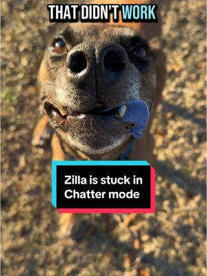 Going to have to find the factory reset. #zilla #godzilla #malinois #malinoisoftiktok #belgianmalinois #malinoisbelgian #belgianmalinoisoftiktok #malinoislife #malinoisdog #malinoisworld #dogtok #dogsoftiktok #funnydog #chatter 