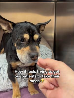 I have never seen a greater use for this sound 🤣 REJECTED  #apccvet #animalhospital #petcare #veterinarian #vet #petpatient 