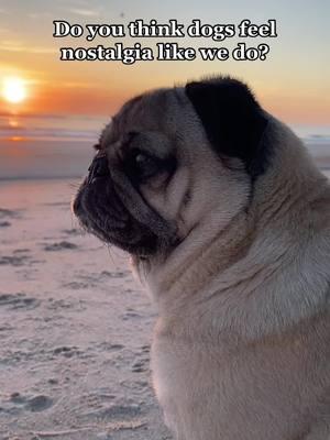 Are they thinking of the past and reminiscing, or totally rooted in the present 🤍🐶🥰 #pug #babypug #funnyy #dog #pet #pugs #dogtrend #cutedog #fyp #lovepug 