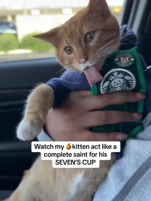 The way he sits and the air biscuits 😭🥹 Thank you to @Waffle 🐈 Cat Barista for Seven’s Apron  #catonaleash #seventheorangecat #orangekitten #pupcup #catadventures