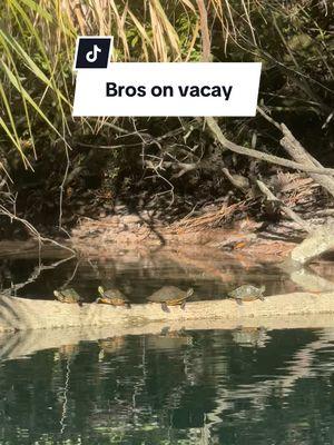 To be a turtle #florida #turtle #islandinthesun #crystalriver #wildlife #sunbath 