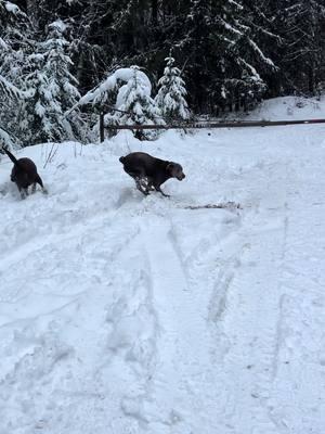 Today’s hike…. #tankandcolt #tankandcoltsadventures #snowdogs 