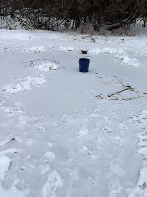 One day haul of trapping shiners for the long lake fishing derby. I’ve got some suckers and now shiners. Now for some smelt #chiphafford #maine #northernmaine #icefishing #bait #baittrap #artesianwell 