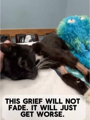 It hurts more now than it did a month ago. For this is not just the grief of losing a pet. This #grief will only get worse over time, as social media was the only income I had left. #harpothecat #catsoftiktok #furbaby #catmom #PetsOfTikTok 