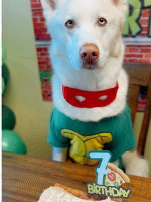 🐢COWABUNGA Happy Birthday🥳💚💚 #calihuskyteerz #happybirthday #cowabunga #siberianhuskies #dogsoftiktok #petsontiktok #lifewithahusky #foryoupage #fyp #TMNT #ninjaturtles #pizzaparty 