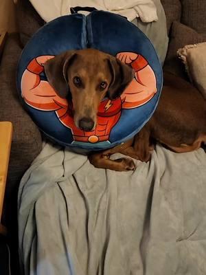 Poor #Maverick❤️ has to wear his donut because he wont stop licking his boo boo...😭😭😭 #dogsoftiktok #PetsOfTikTok #poordog #ouchy 