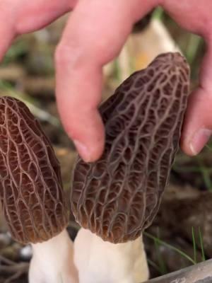 The Magical World of Morels: Harvesting, Cooking, and Enjoying!#morelmushrooms #morel 