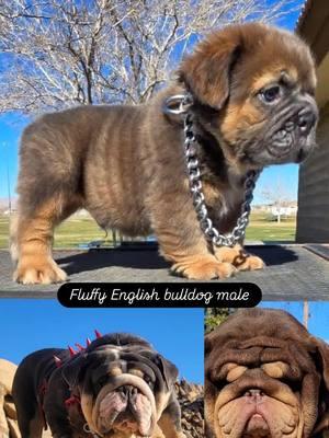 visual fluffy male English bulldog  Located in apple valley CALIFORNIA #exoticpets #tazodorado_coqueto ##fluffydog #fluffyenglishbulldog #fluffydogs #exoticpets #fire #fireemblem #puppies 