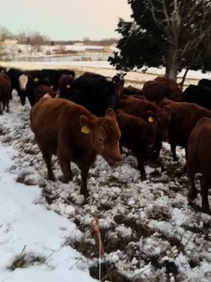 Unrolling more hay for the cows as we continue to rotate pastures! We staged this hay when the ground was dry. Don’t have to start any equipment in the cold to feed hay every day. Just a couple rolls of Polly wire and ring top post. Spreading fertility. #glenmarfarms #regenerativeagriculture #feedinghay #feeding #feedingtime #cows #cow #cowsoftiktok 