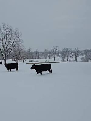 Feeding in the snow ❄️  #snow #feedingcows #hay #farm #farmlife #farmtok #country #countrylife #countrygirl  #farmersdaughter #dadanddaughter #foryourpage #fyp #fypシ #fypppppppppppppp 