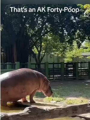 Funny Hippo😂😂😂#babyhippo #pygmyhippo #christmas #cute #hippo #animals #funny #foryou #fyp