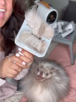 @AirroboOfficial ‘s pet vacuum really made De-shedding & giving Buscemi a trim easy!! Definitely recommend!  #Airrobo #AirroboPG100 #TTSDelightNow #GiftGuide #DealHunters #pomeranian #pomeraniansoftiktok #grooming #PetsOfTikTok 