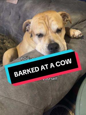 We all make mistakes. Tinker made a big one today. #tiktoktinker #dogsoftiktok #tiktokdogs #tiktokcows #cows #saddog #funnydog #cutedog #bestdog #sadpuppy