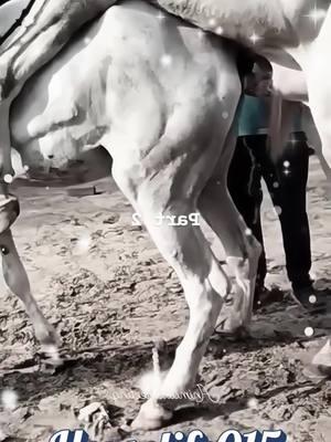 OMG White Beautiful Horse Breeding for New Horse Baby 🙈😅😅 #horselife #horselove #horsebreeding #cow #cowlife #cowbreeding #horsecowbreeding #horsebreeding #breedinghorse #todayhorsebreedingtoday #virla #trenidngbreeding #meeting #tiktok