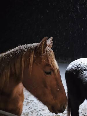 Soft snow is falling at the rescue. It's beautiful! #hifromsouthdakota #horserescuereality #winterishere 