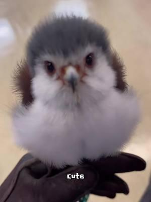 Pygmy falcon #tiktok #foryou #animals #cute #falcon 