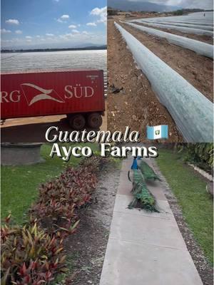 Florista de pasión pero Contadora de profesión.  Tuve la oportunidad de viajar a Guatemala y conocer las fincas de cultivo y las plantas de empaque de Ayco Farms. Maravillosa experiencia. Guatemala es simplemente espectacular. #CapCut #cjdreamdesigns #cynthiacespedes #guatemala🇬🇹 #aycofarms🍉🍈 #fyp #miniwatermelon #watermelon #viralvideo #fyp #flowers #delraybeachflorida 