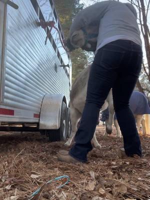 Strawberry was a sassy girl today! The not so fun hoof trims. Time for some DormaGel. @Buttin Heads Ranch #buttinheadsranch #bluekoolaid #donkey #farrierproblems #hoofcare #hooftrim #hooftok #caseofthemondays #monday #rearingdonkey #whyyougottabesomean #baddonkey #donkeysoftiktok #donkeylife #fyp #nc #ouchie #minidonkey #sassypants 