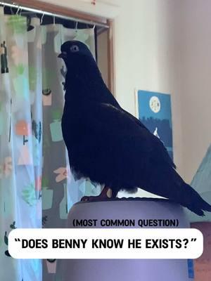 Brain empty (👁️V👁️) #petpigeon #birb #pigeon #petbird #cutepet #featheredfriends #cuteanimals #adorableanimals #furryfriends #animalsoftiktok #petlover #fluffy #birds #birdsoftiktok #cute #adorable #pigeonsoftiktok #PetsOfTikTok #animals #housepigeon #pigeontok #birdtok #kawaii #kawaiiasthetic #pastelgoth #spoiled #pigeonsarentreal 