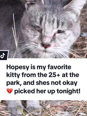 Replying to @Melissa helps cats 🐈 🐈‍⬛ this is the urgent care that we picked up tonight. This is hopsey, she’s been my favorite kitty there, my second favorite was lavender and she passed away. 😿 #cat #sickcat #feralcat 