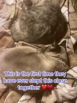 #fyp #foryoupage #fypシ #foryourpage #snoozin #cat #catsoftiktok #siamese 