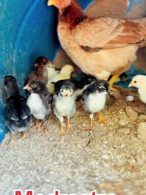 Foster parenting baby chicks #curthansonasil #wardellasil #kawasakiasil #atkinson #scottvalleyasil #scottvalleyasil #bobbyboles #hamlinasil #gallosfinos💯 #pollito🐥 #gallosmexico🐓👌 