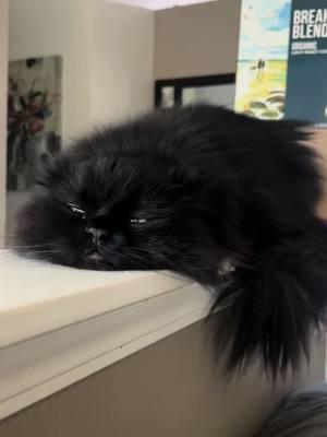 Flat cat! #cat #catsoftiktok #fluffycat #blackcatsoftiktok #persiancatsoftiktok #persiancat #wynnthepersian 