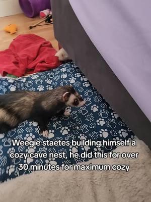 Weegie built a nest! 🎂🐺💖🥔🍪💤 #ferrets #cheepgoyeet #wholesome #ferret #weegie 