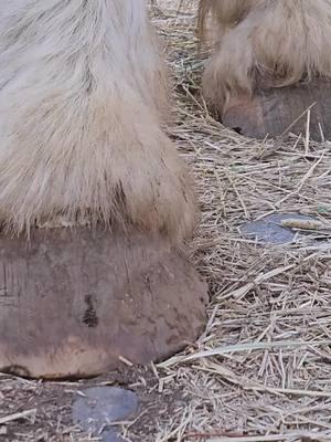 Massive Hooves Needing a Trim! What do wild horses do Why we trim domestic horse - Part 2 Lakota_#satisfying #oddlysatisfying #asmr #farrier #cow #cows #TheHoofGP#horse #hoof #hooftrim #hooftriming #hoofpick #hoofcleaning #hoofcare #hooftok #horse #farrier #farriersoftiktok 